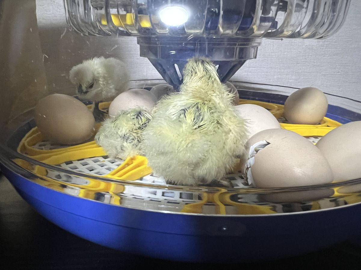 孵化器内の烏骨鶏のヒナ