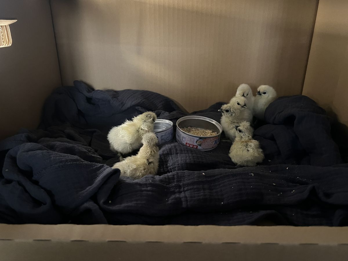 段ボール飼育箱で育つ烏骨鶏のヒナたち